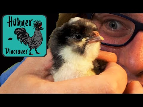 Küken Schlupftag: Das mache ich & das lasse ich! Küken aus dem Ei helfen?