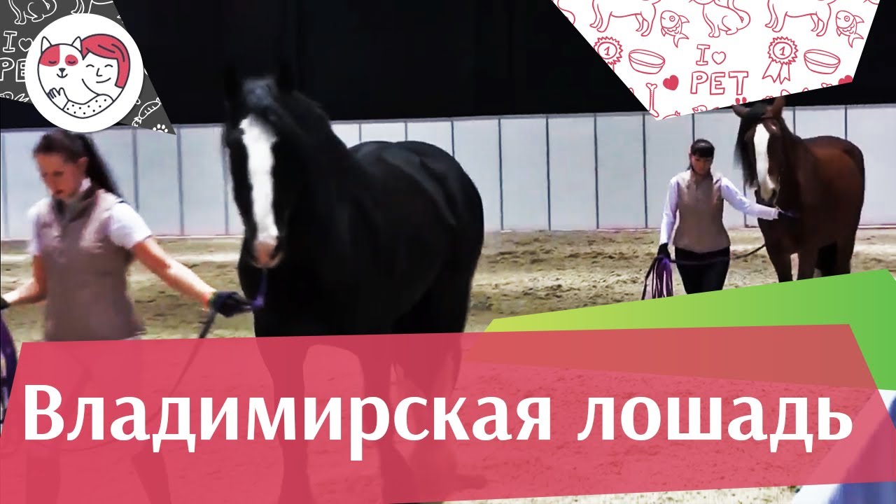 ЛОШАДИ Владимирская порода ЭКВИРОС 2016 на ilikepet
