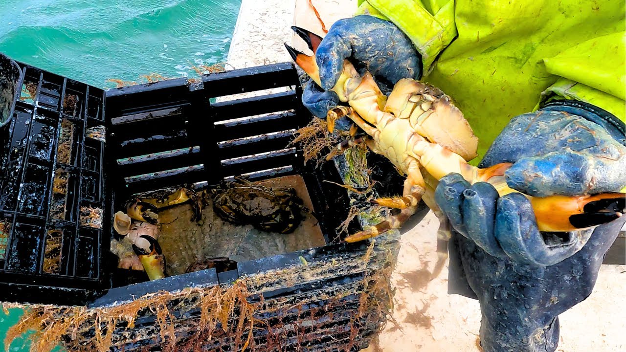 Catching Fresh Stone Crab! Florida Keys
