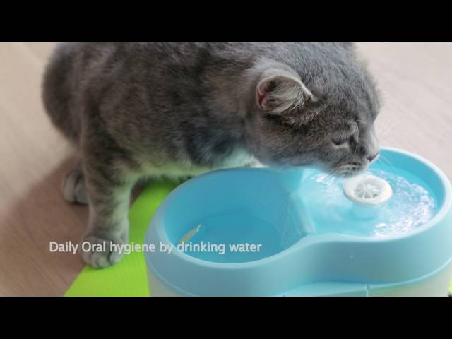 مشربية كهربائية للقطط مع فلتر 2L سماوي