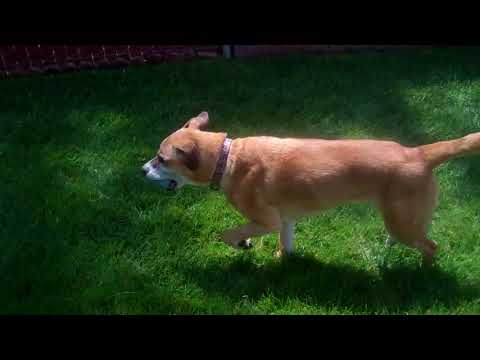 Dakota - 37 lbs!  (Owner passed away), an adopted German Shepherd Dog & Boxer Mix in Pasadena, CA_image-1