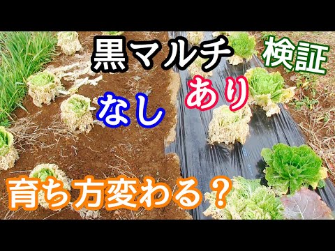 有機堆肥マルチ庭保護肥料 2 in 1