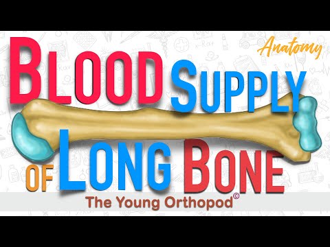 Blood Supply of Long Bone | ANIMATION | USMLE | Anatomy, Lecture | NEET PG, MRCS, The Young Orthopod
