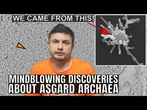 Mind-blowing Discoveries About Asgard Archaea, Ancestors of Complex Life