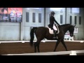 Lindsay Wagner Simply The Best FOR SALE 15 Year Old Dutch Warmblood Gelding