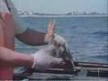 Sesame Street Lobster Fishermen