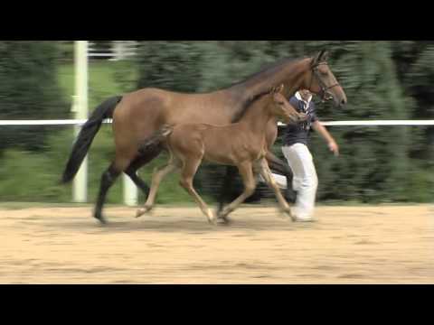 Hermes de Lux-Fohlen Boege