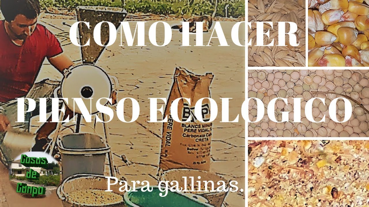 Watch Como hacer pienso para gallinas ponedoras ecológico Now Como hacer pienso para gallinas ponedoras ecológico