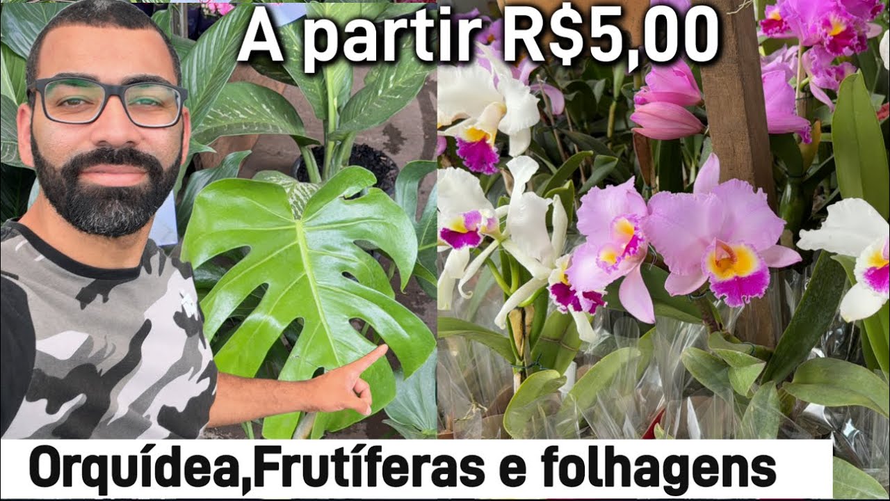 Tour pelo Varejão das Plantas
