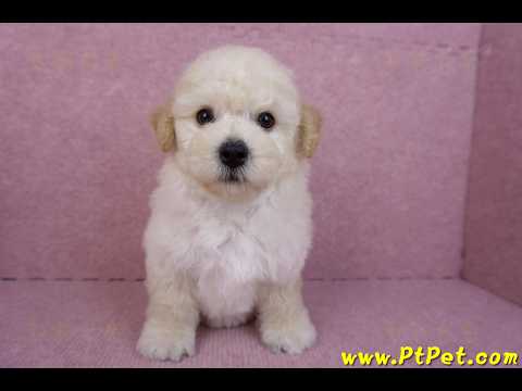 09/12泰迪比熊母幼犬2號