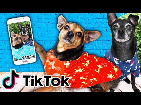 Our DOGS FIRST TIME Making Tik Tok Videos w/ Trending Tiktok Hashtags! (Adorable Pets) | PawZam Dogs