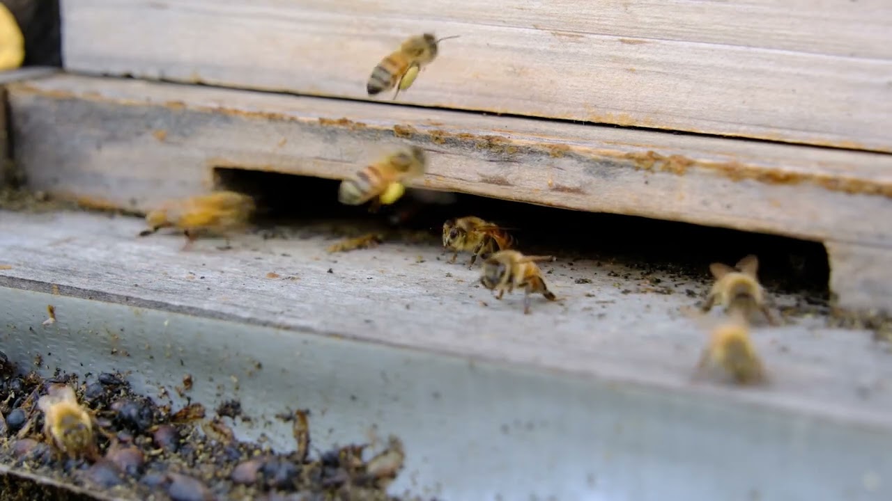 Close up and Slow Motion of Bees enter and leave beehive carrying pollen #backyardbeesfm