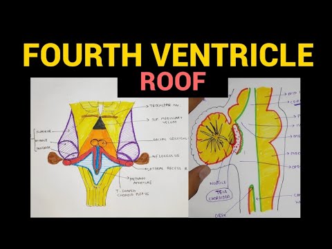 Fourth Ventricle (Roof) | Ventricles of Brain