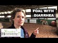 Foal With Diarrhea What To Do Versatile Horsemanship