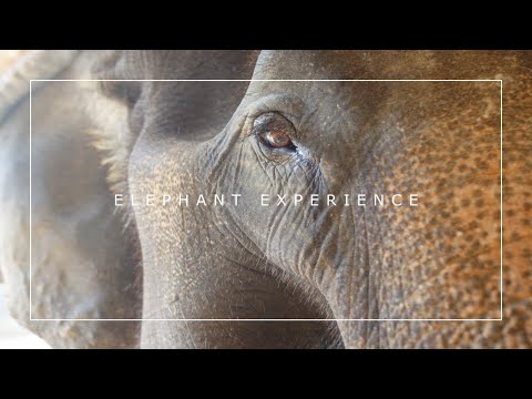 Khao Sok National Park - Elephant Experience