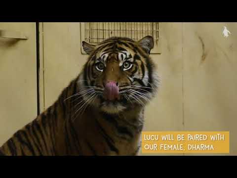 Lucu the Sumatran tiger arrival | Edinburgh Zoo