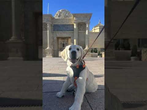 Paseando por mi Córdoba #goldenpupppy #goldenretriever #bruna #golden