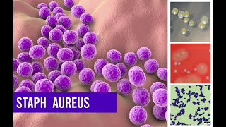 Staphylococcus Aureus Bacteria ( Complete Overview )