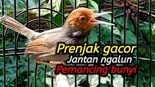 Download lagu Suara prenjak gacor ngalun memikat bunyi lawan 100% Ampuh untuk pancingan agar semua prenjak bunyi  mp3