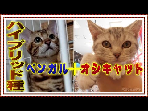 オシキャット猫