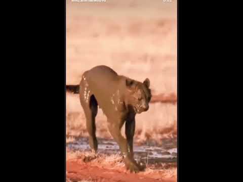 Giang hồ:@ hiểm ác nơi hoang dã