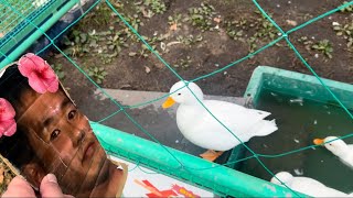 アヒル vs 野獣先輩