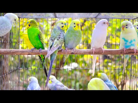 8 Hour of Happiest Sounds of Budgies living in the Garden