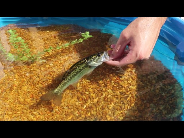 MINI POOL Pond WITH MY Future BABY JAWS!!