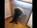 CAT Vs WASHING MACHINE VERY FUNNY