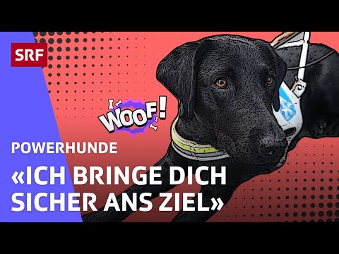 Billie: Blindenführhündin in Ausbildung | Powerhunde | SRF Kids – Kindervideos