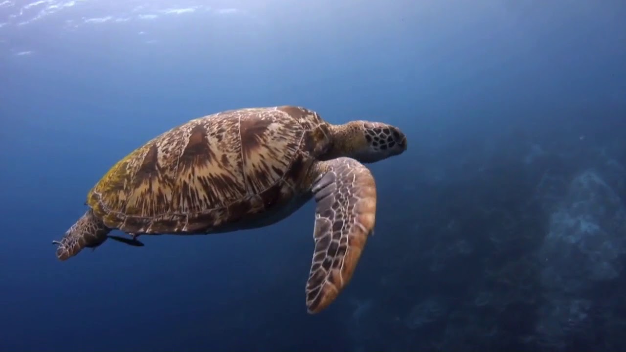 Philippines Brochure Video