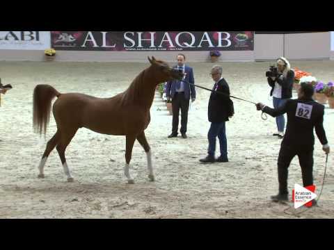 N.82 MARCUS - Milan 2016 - Stallions 4-6 years old (Class 10)