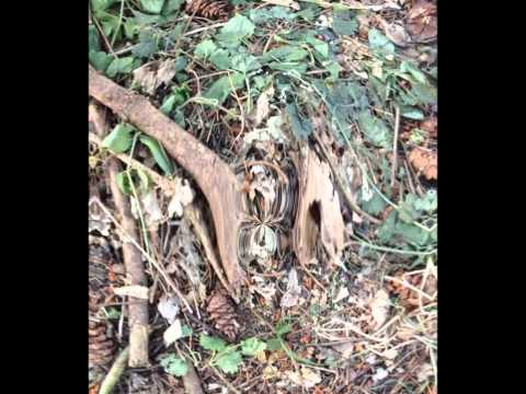 Dave Seaman & Funkagenda   'Naughty Forest'