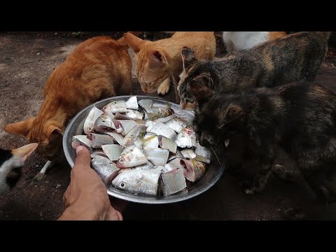 Cats eating raw fish - Kittens eating fish | Feeding Cats | The gohan dog and cat