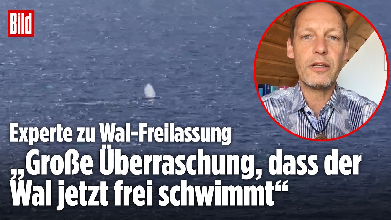 „Ende offen!“: Wal-Experte sieht Timmy noch nicht gerettet