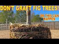 Fig Tree Grafters Don't Want You To Know This: Why I DON'T Plant Grafted Fig Trees