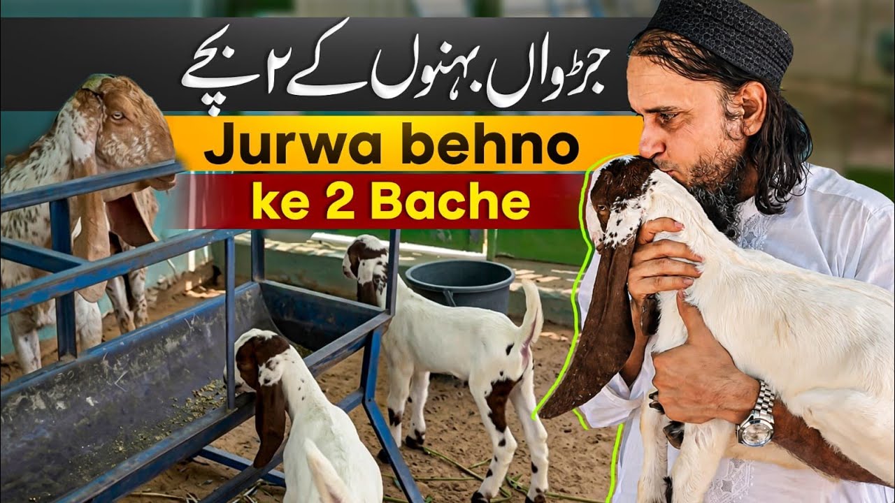 Jurwa Behno Ke 2 Bache | Mufti Tariq Masood Speeches 🕋