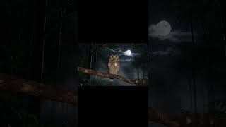 Download lagu Suara burung celepuk, burung hantu malam hari lur mp3