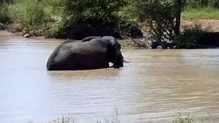 Krugerpark, olifant neemt een uitgebreid bad