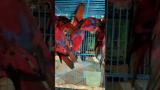 Download lagu NURI RED FLORY DI PASAR BURUNG PRAMUKA #youtubeshorts mp3