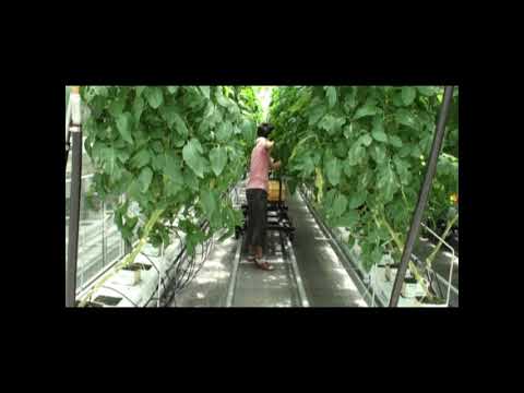 愛媛大学植物工場研究センター（知的植物工場基盤技術研究部門）