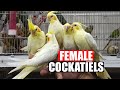 FEMALE COCKATIELS Female Cockatiel Singing Female Cockatiel