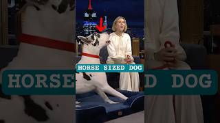 She showed up with a huge dog 🐶#tonightshow #naomiwatts #funny #bigdog #hugedog #actress