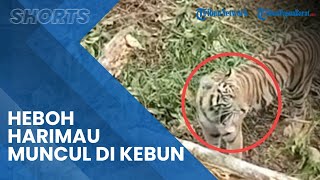 Harimau Sumatera Muncul dan Tak Mau Pergi saat Warga Bersihkan Lahan di Situak Lembah Melintang
