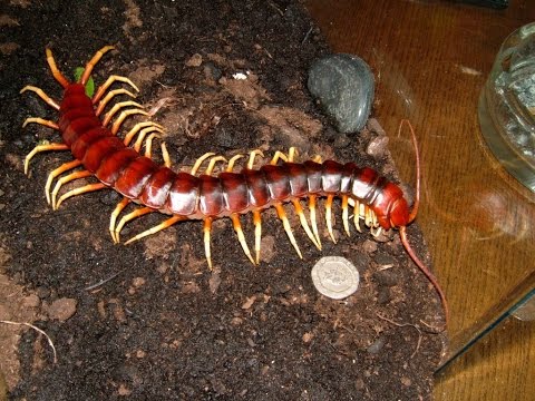 Stonožka obrovská (Scolopendra gigantea) — terárium, kŕmenie a správanie