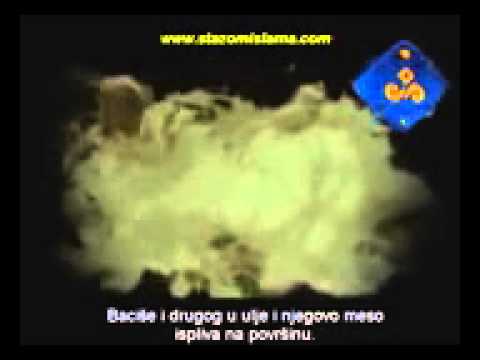 prica o ashabima njihovim ustranjostima