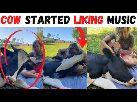 (Short Tales) Ep -41 // Turns out cow likes music