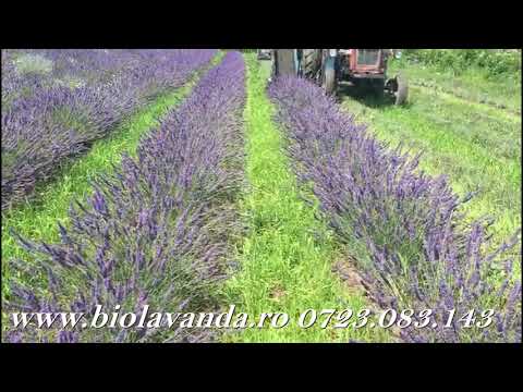 recoltare lavanda -Biolavanda