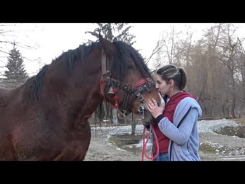 Caii lui Gicu Moiceanu de la Candesti, Arges - 2021