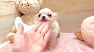 チワワ（ロング）の動画01